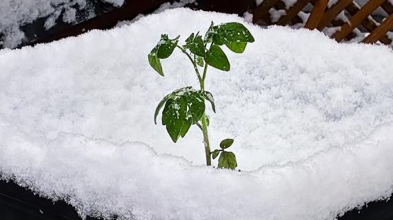 томат в снегу