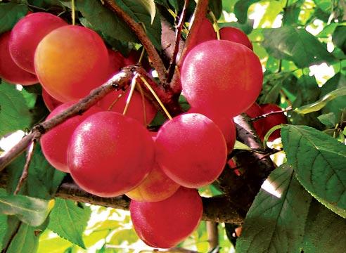 Алыча сорта Рубиновая, плоды