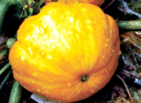 Патиссон, желто-оранжевый сорт, плод