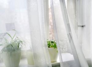 Растения, которые очищают домашний воздух
