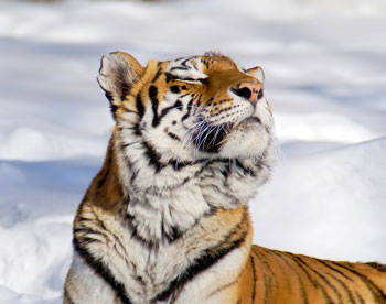 В Крыму появится парк амурских тигров 