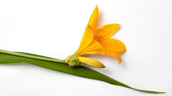 Можно ли размножить лилейники меристемой?