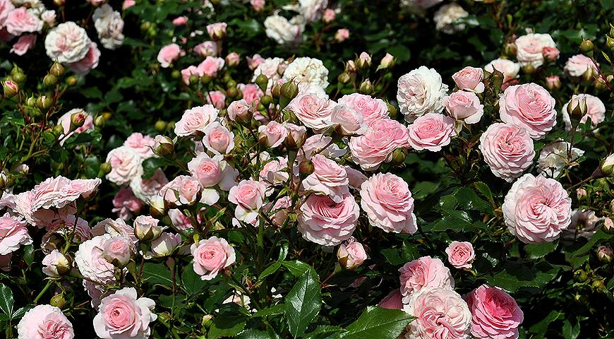 Подкормка роз весной: советы садовода, когда, чем и как удобрить