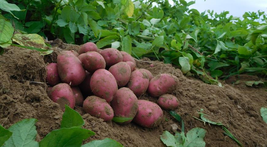 10 лучших сортов картофеля — Рейтинг 2020 года (Топ 10)