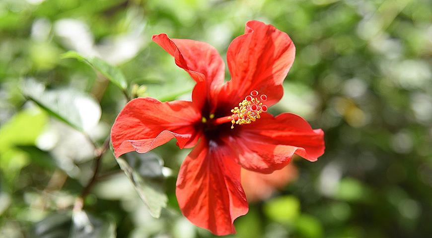 Гибискус китайский, китайская роза, китайский розан, болотная мальва, «цветок прекрасных дам», Hibiscus rosa-sinensis
