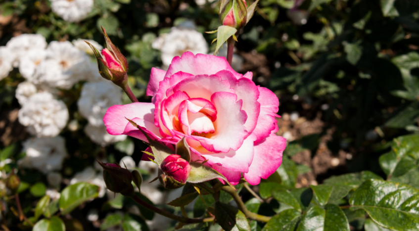 Handel (McGredy), роза