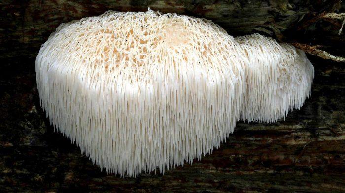 Малоизвестный гриб Ежовик 4