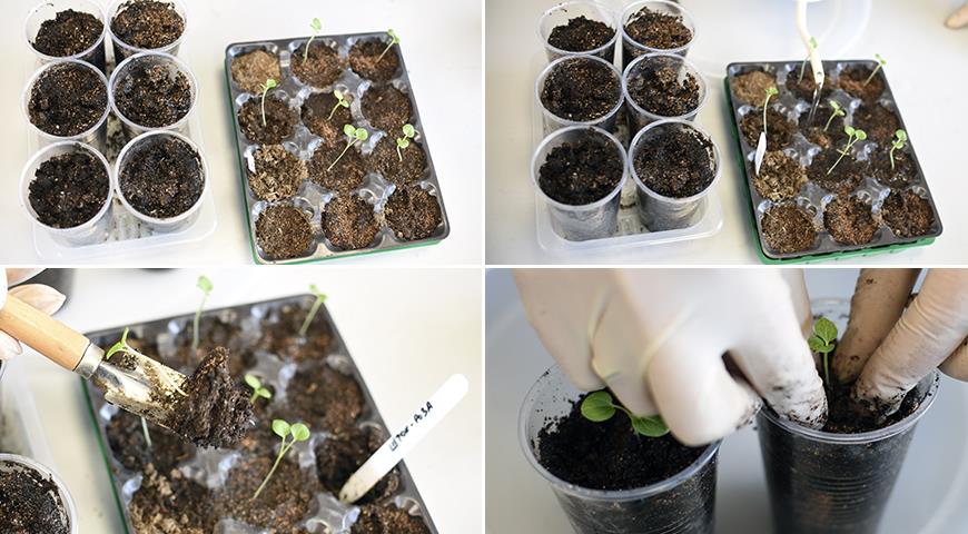 Выращивание мальвы многолетней из семян в открытом грунте, как сеять на рассаду