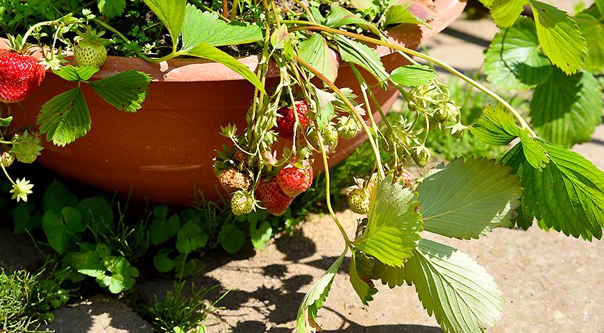 Секреты выращивания садовой клубники в кашпо: как получить ранний урожай ягод