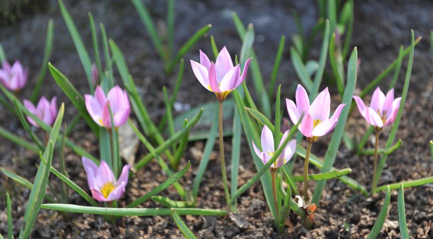 Тюльпан карликовый, или низкий (Tulipa humilis)