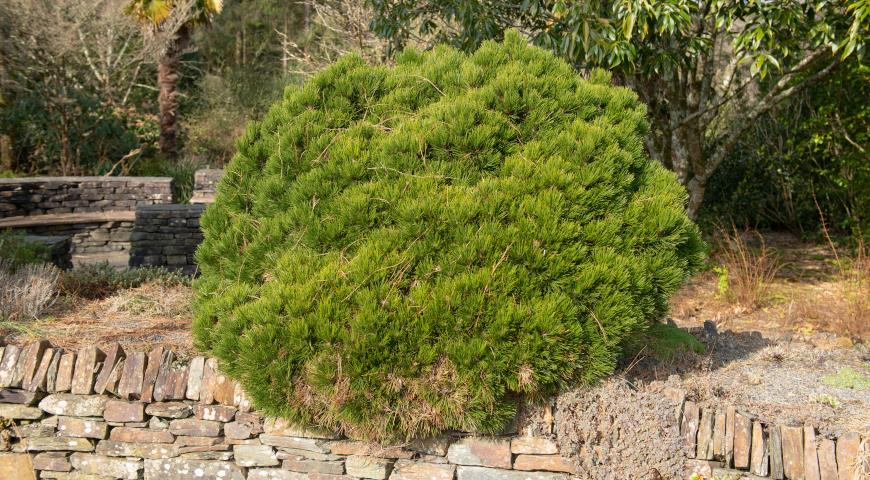 Сосна горная (Pinus mugo) Humpy