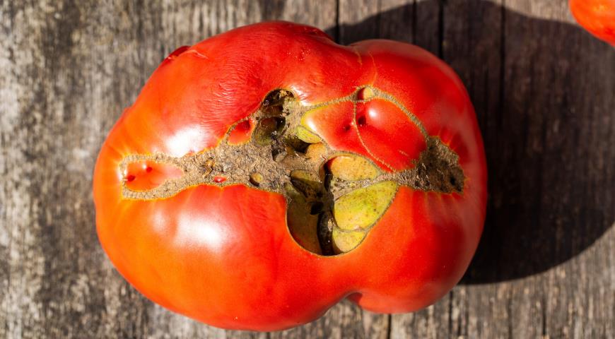 Растрескивание томатов у пестичного рубца