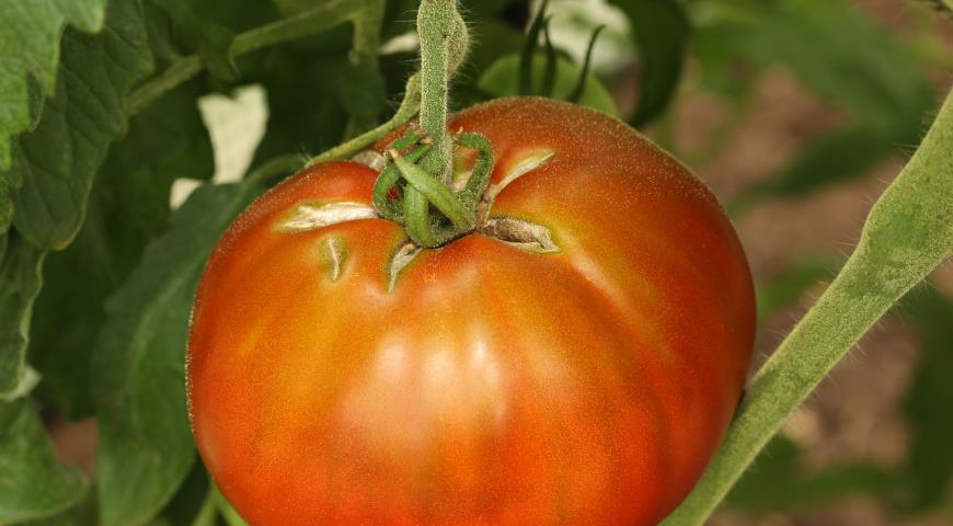 Растрескивание томатов из-за ошибок в поливе