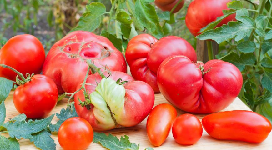 Деформированные помидоры из-за ошибок выращивания