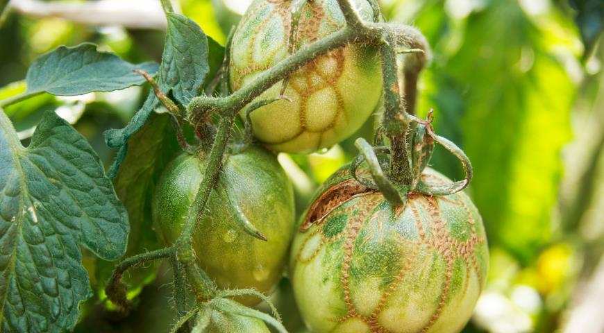 Деформация томатов при высокой влажности