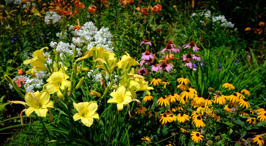 Лилейники в саду, с чем сажать лилейники, идеи цветников, лилейник в ландшафтном дизайне