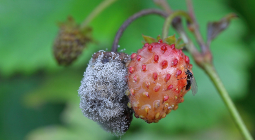 Серая гниль (Botrytis cinerea) клубники