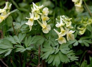 Подзимний посев многолетних растений