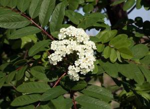 Сорта рябины плодовой