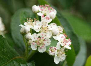 Черноплодная рябина