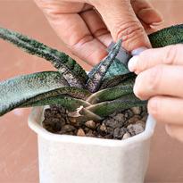 Гастерия: размножение листовым черенком