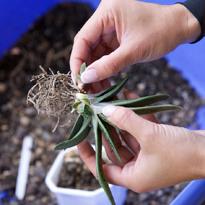 Гастерия: размножение дочерней розеткой