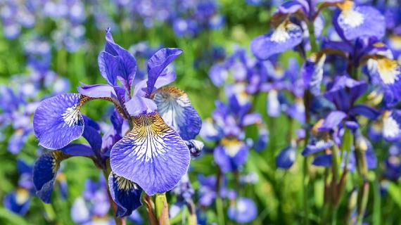 Лучшие сорта сибирских ирисов