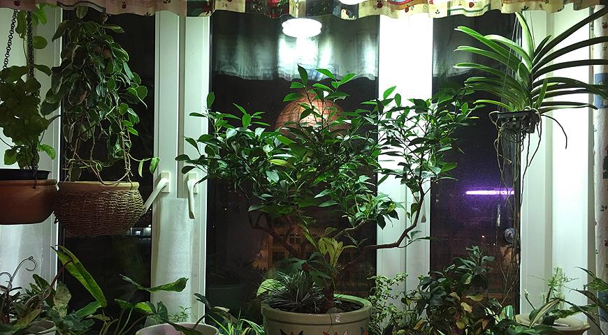 Освещение для растений дома