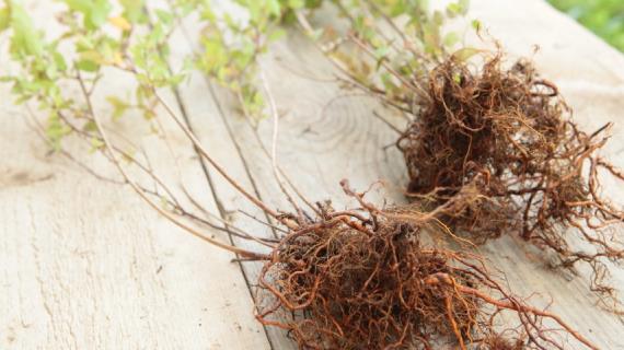 Размножение спиреи делением куста