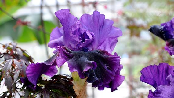 Лучшие сорта ириса бородатого для посадки на дачу