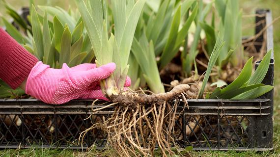 Как размножить ирисы легко и просто
