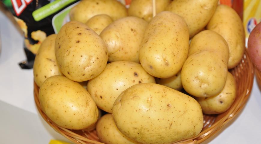 Сорт картошки королева анна фото и описание сорта