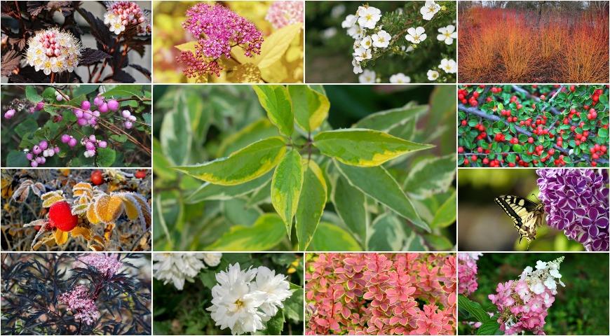Долго цветущие кустарники многолетники фото с названиями
