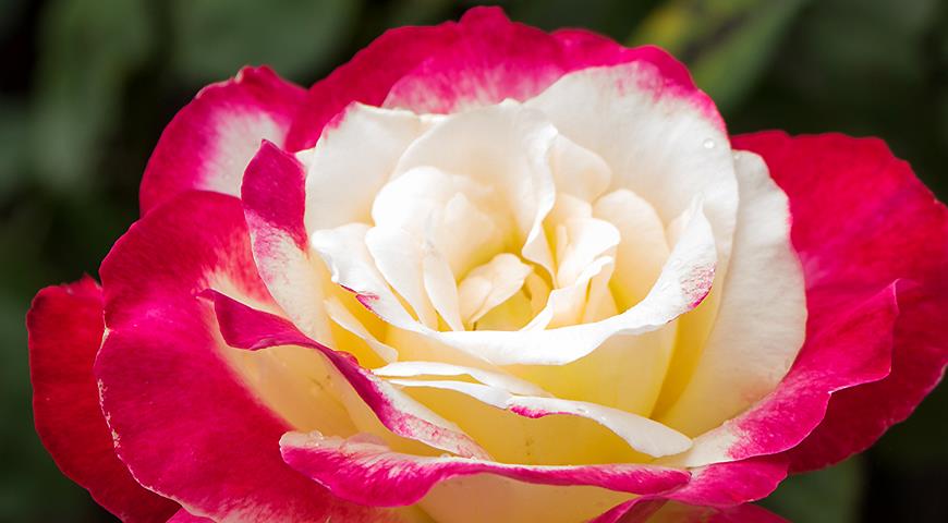 Как научиться различать виды роз?
