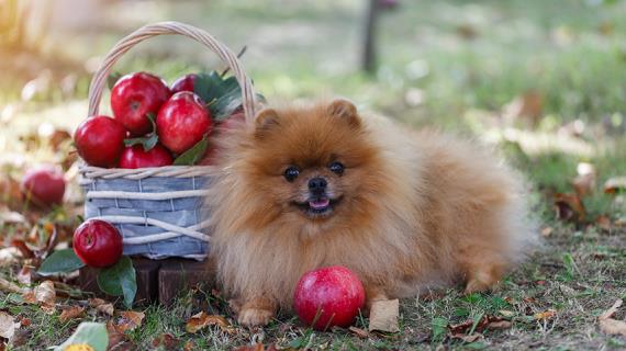 Как сохранить урожай яблок до Нового года?