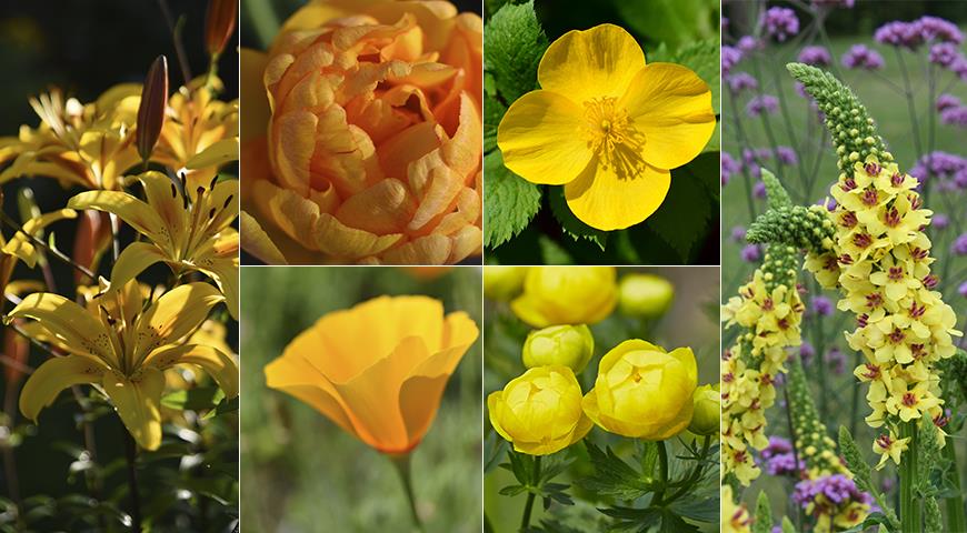 Цветы кустовые многолетники садовые высокие фото и названия