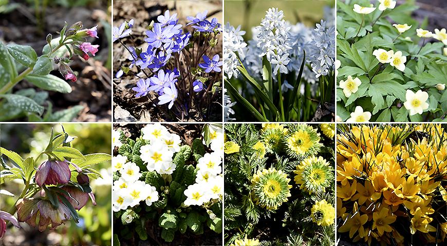 Садовые цветы: фото с названиями. Фотографии садовых растений. natali-fashion.ru
