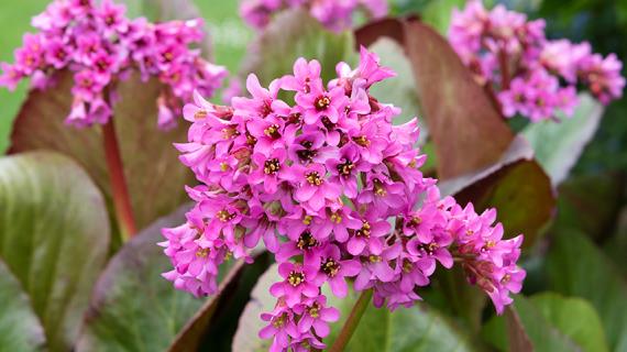 Самые красивые виды и сорта бадана для посадки в цветник