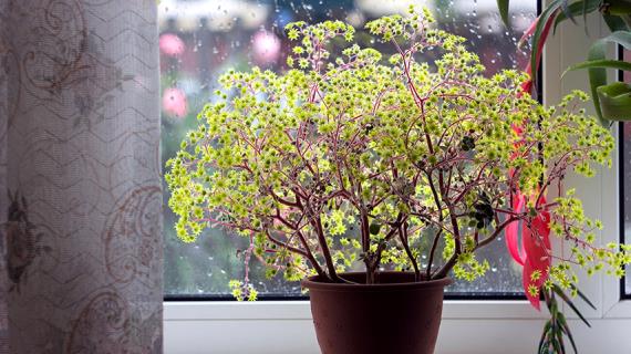 Комнатное растение Дерево любви: уход и размножение цветка Аихризон в домашних условиях