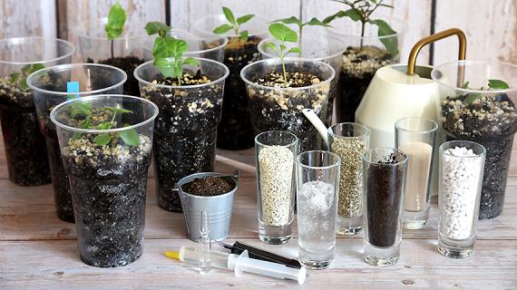 Самодельные удобрения для комнатных растений: польза или вред?
