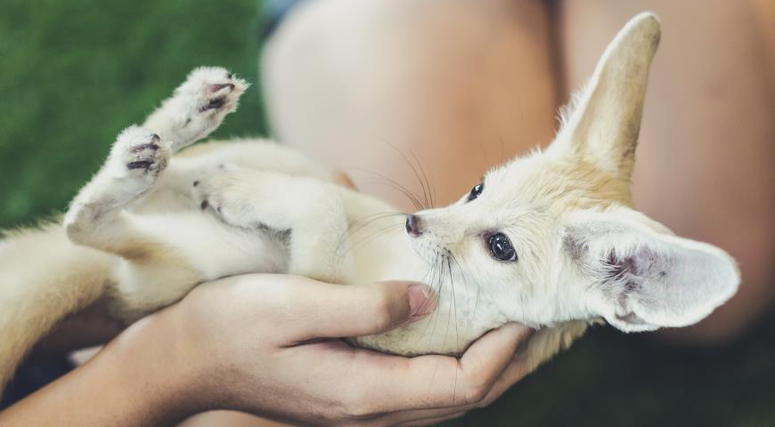 Фенек (Fennecus Zerda), ушастая мини-лиса