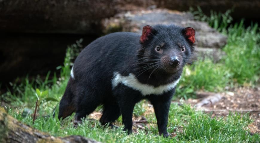 Тасманийский дьявол (Sarcophilus harrisii)