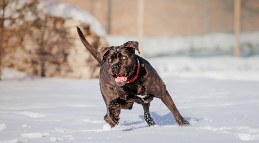 Кане-корсо (Cane corso italiano), или итальянский мастиф, породы собак