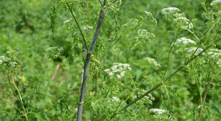 Болиголов пятнистый, болиголов крапчатый, омег ядовитый, Conium maculatum, ядовитые зонтичные растения