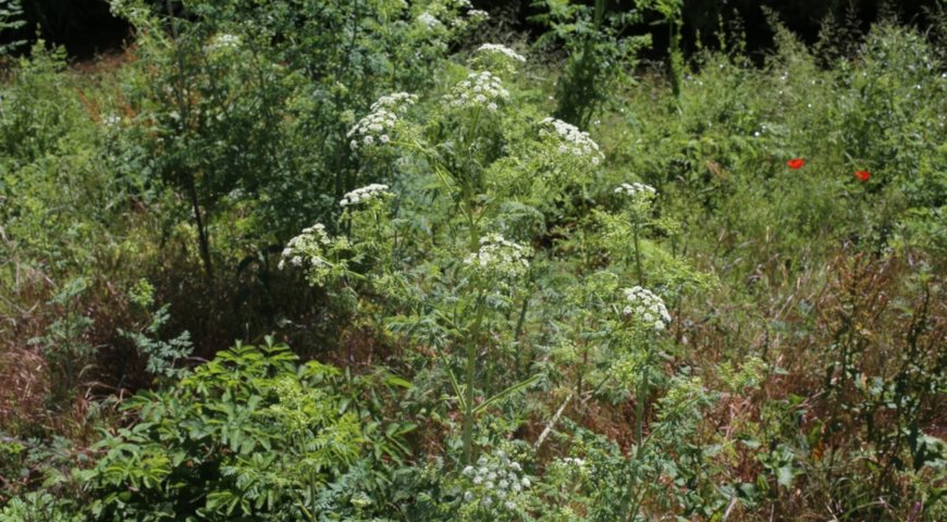 Болиголов пятнистый (Conium maculatum), ядовитое зонтичное растение в лесу