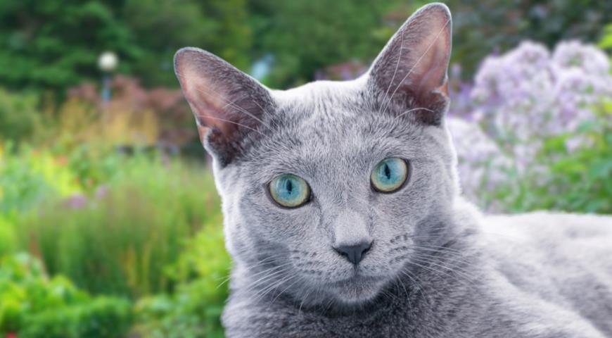 Кошка русская голубая (Russian blue cat)