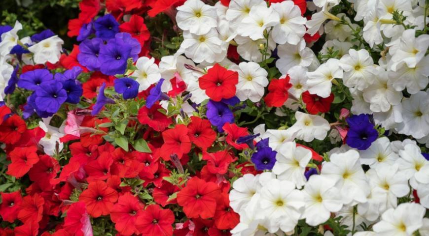 Растения для патриотического цветника, цветник ко Дню России из петунии