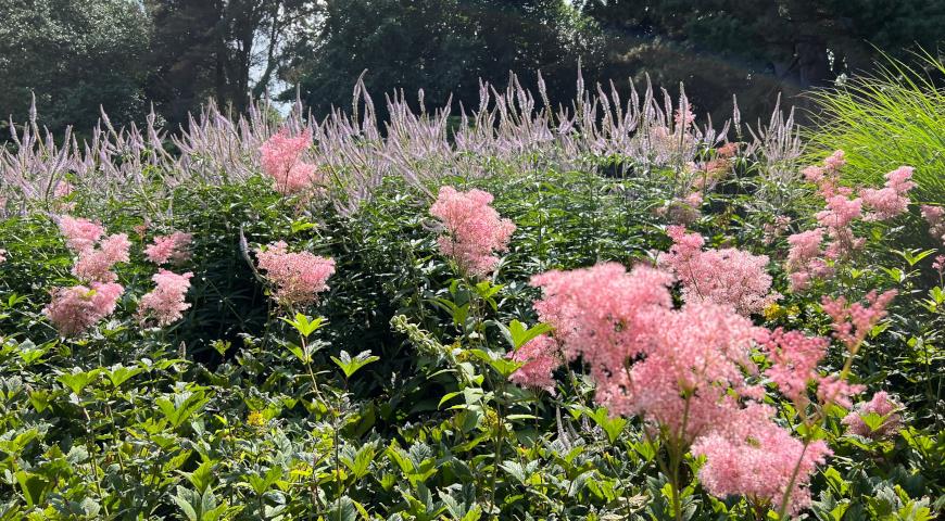 Лабазник красный (Filipendula rubra) Venusta (Queen of the Prairie)