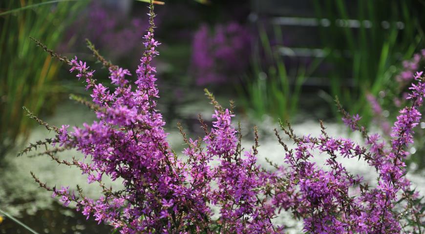 Дербенник иволистный (Lythrum salicaria)