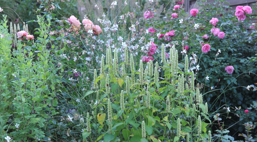 Агастахе морщинистый (Agastache rugosa) Alabaster 